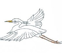 飞着的白鹭简笔画怎么画好看，白鹭简笔画飞行画法教程