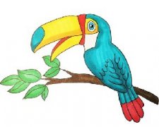 怎么画可爱的巨嘴鸟简笔画，巨嘴鸟简笔画一步一步教