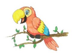 儿童简笔画鹦鹉的画法，涂色的鹦鹉简笔画步骤教程