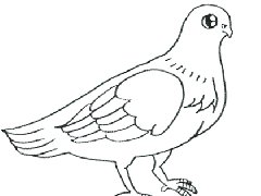 儿童学画鸽子简笔画教程，简笔画鸽子的画法