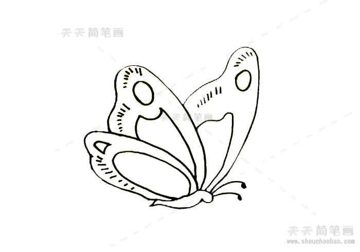 蝴蝶简笔画侧面 漂亮图片