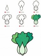 蔬菜简笔画：白菜的简易画法。小知识：白菜的营养价值