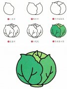 蔬菜简笔画：卷心菜的简易画法。小知识：卷心菜吃法菜谱