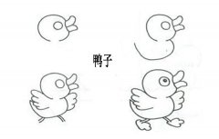 动物简笔画：小鸭子的简单画法。小知识：鸭子为什么能在水上游泳